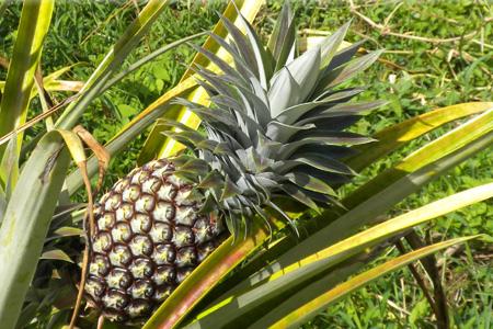 Sugarloaf Pineapple